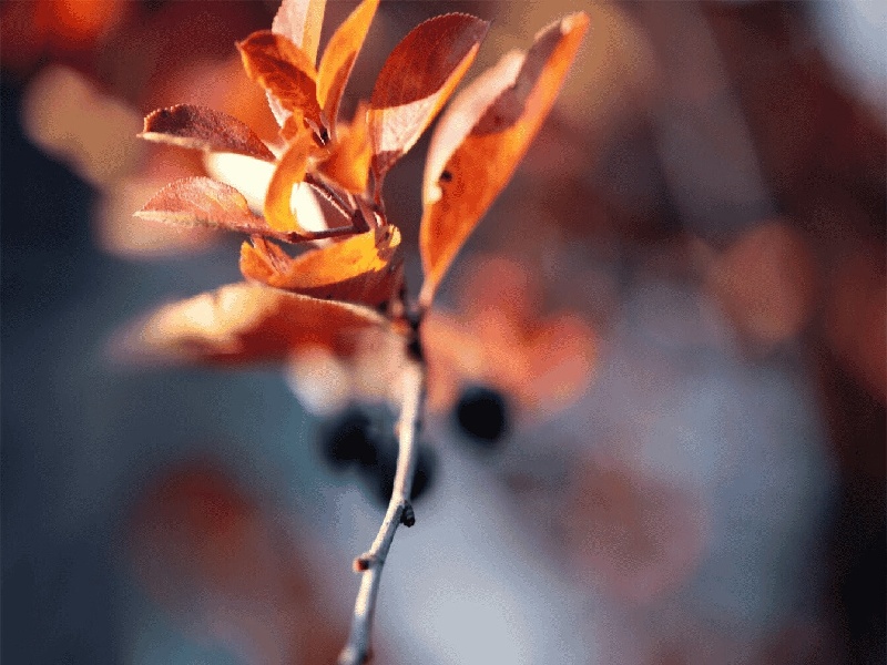 杨女士成功案例